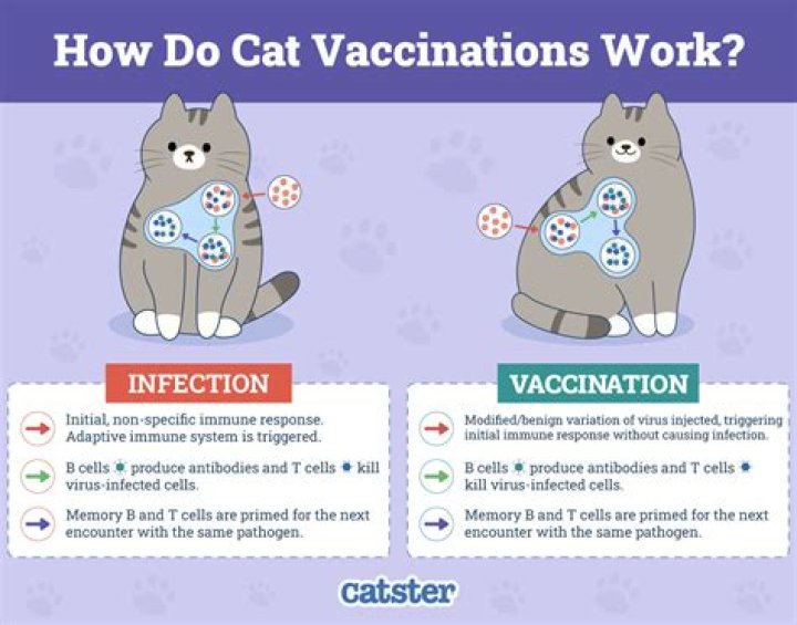 How much are cat vaccines in NJ?