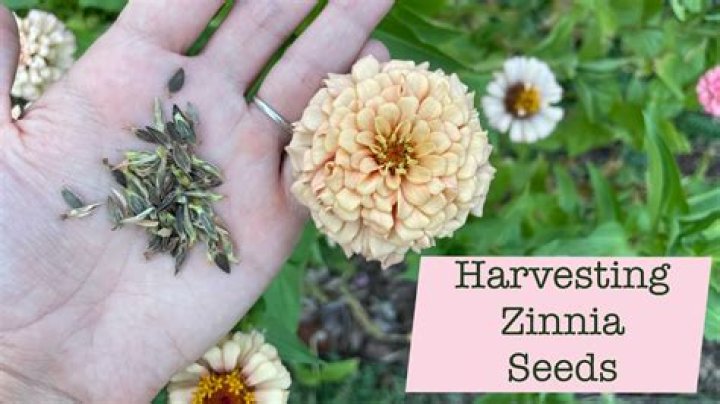 How much do zinnia seeds cost?