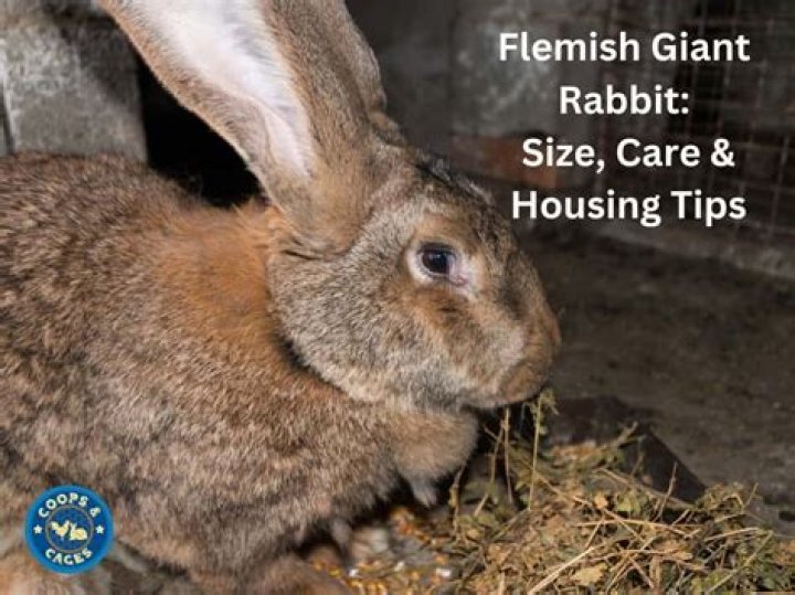 How much does a Flemish Giant cost?