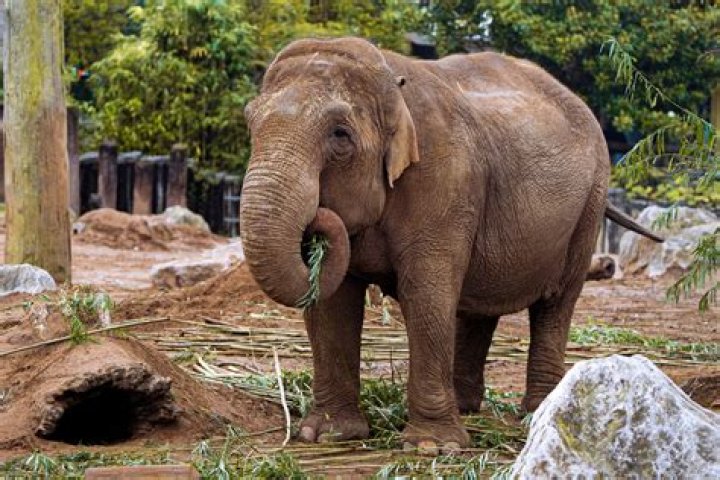 How much does it cost to adopt an elephant in Kenya?