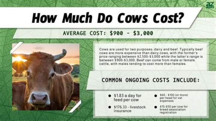 How much does it cost to buy a live alpaca?