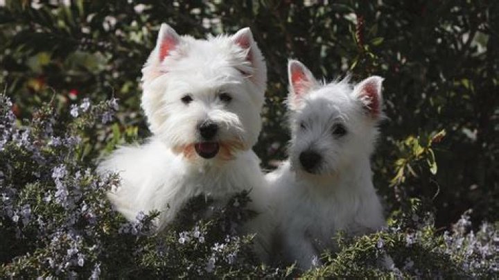 How much does it cost to buy a West Highland white terrier?
