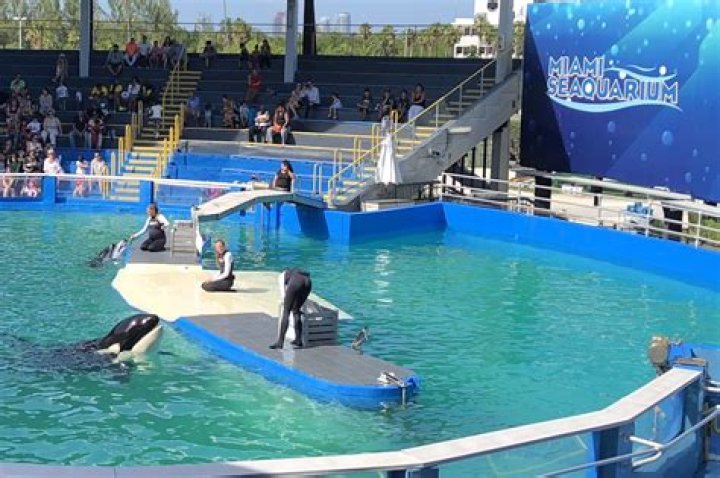 How much does Miami Seaquarium cost?