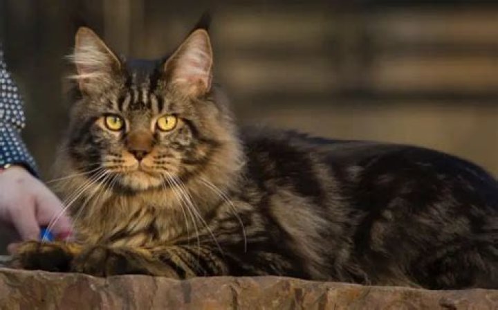 How much food should a Maine Coon eat?