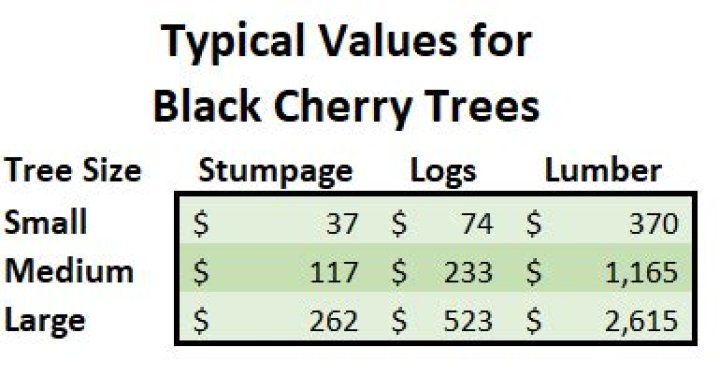 How much is a black cherry tree worth?