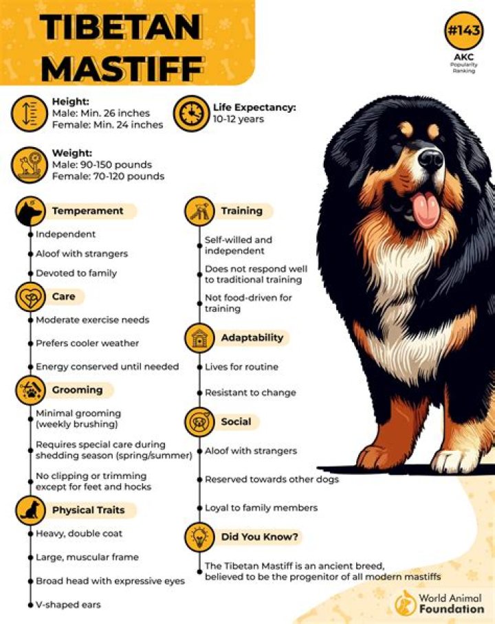 How much is a Tibetan Mastiff cost in India?