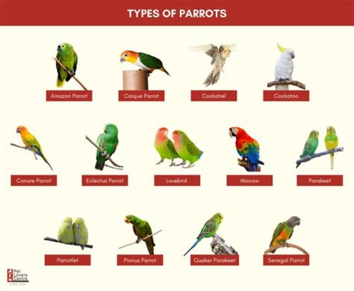 How much is red parrot?