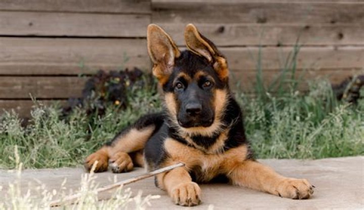 How much should I pay for a German Shepherd puppy?