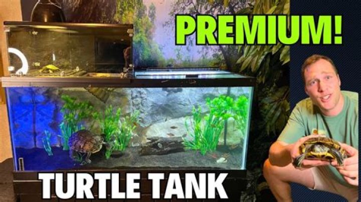 How often should a turtle tank be cleaned?
