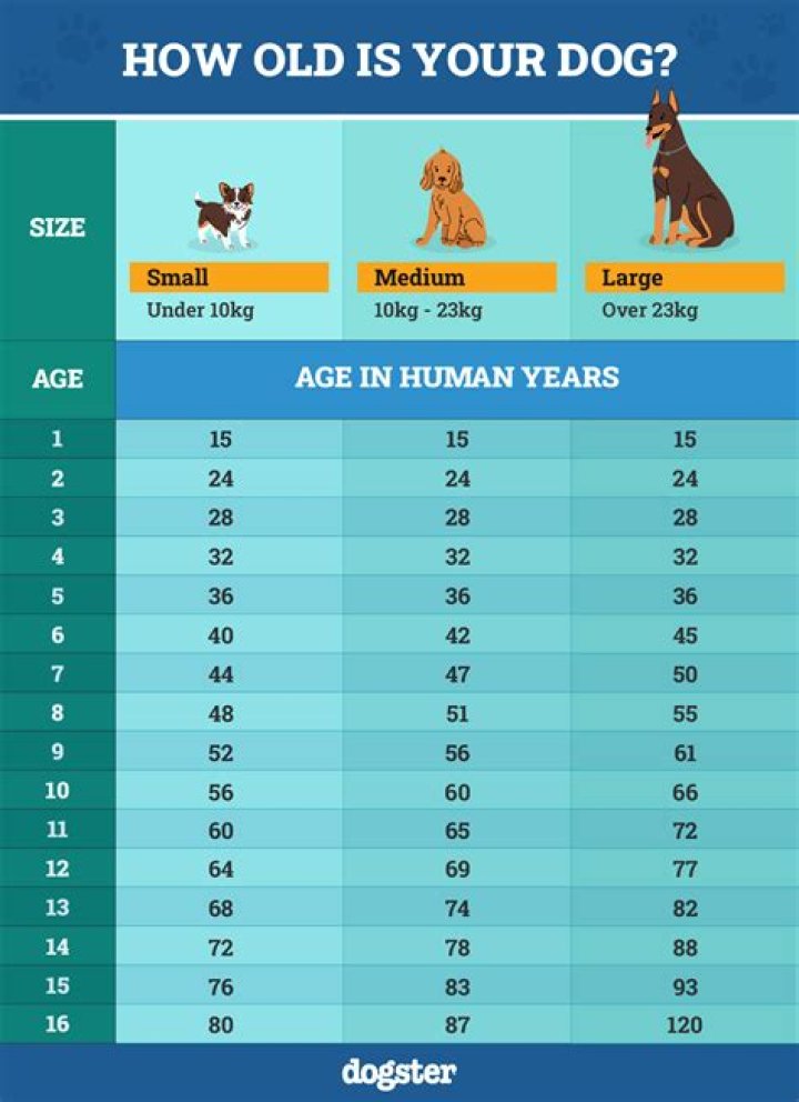 How old is predjama?