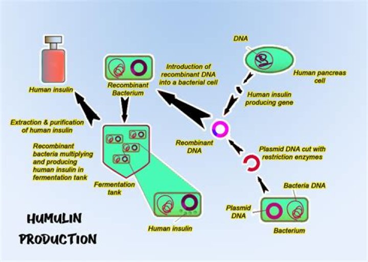 How recombinant proteins are produced in mammalian cells?