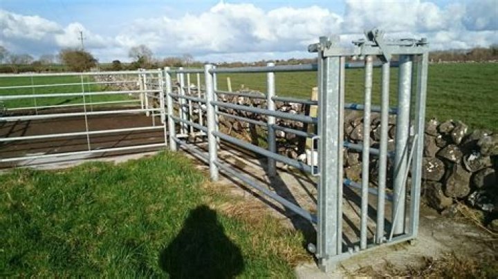 How wide is a cattle head gate?