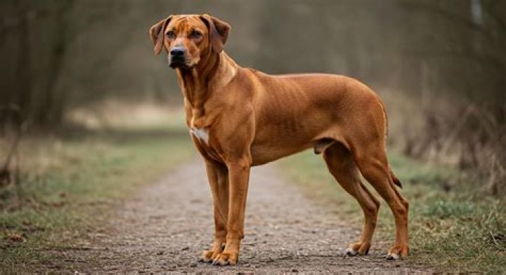 Is a ridgeback a good family dog?