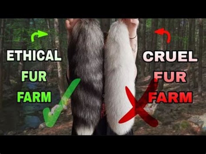 Is animal fur cruel?