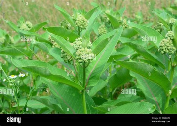 Is Asclepias syriaca invasive?