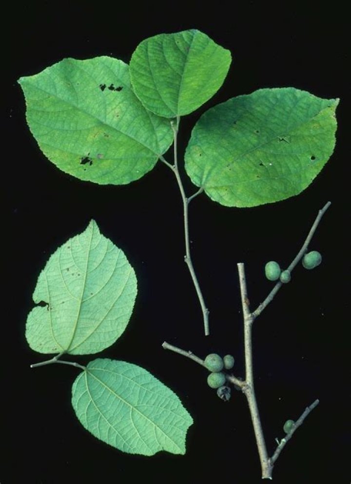 Is Grewia poisonous?