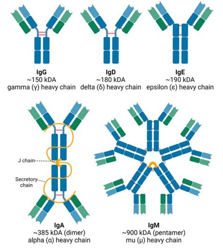 Is IgG a cold antibody?