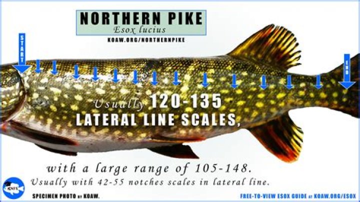 Is it legal to run your car on vegetable oil?