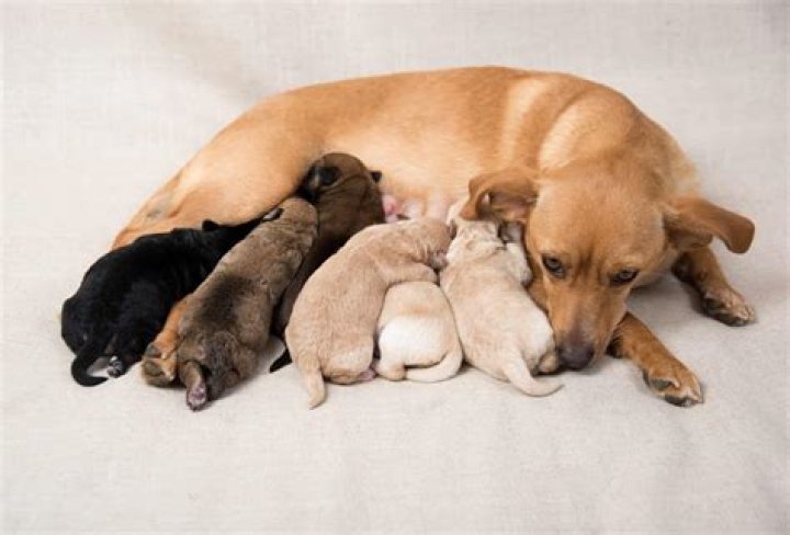 Is it normal for puppies to shake in their sleep?