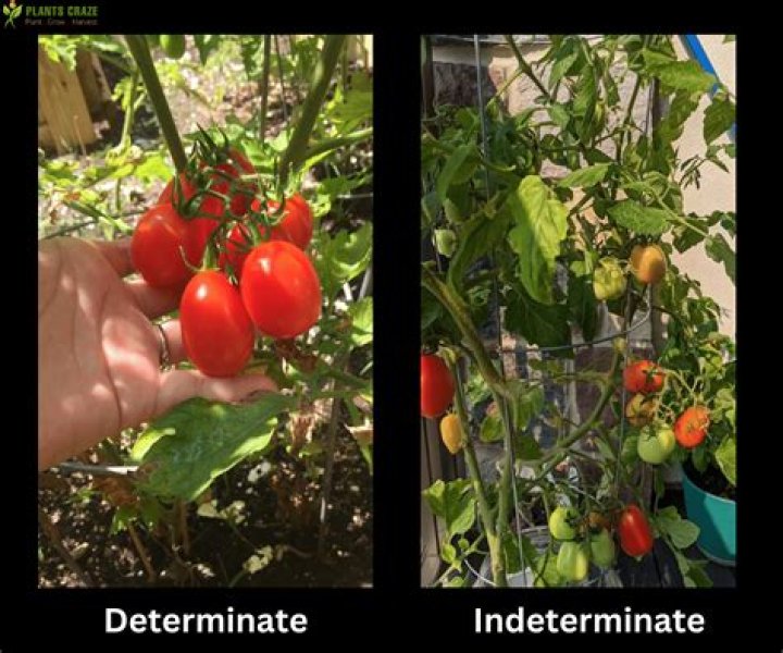 Is Matina tomato determinate?