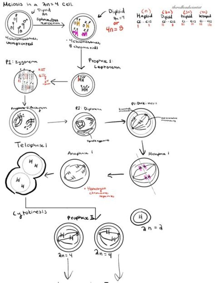 Is mitosis or meiosis 2n?