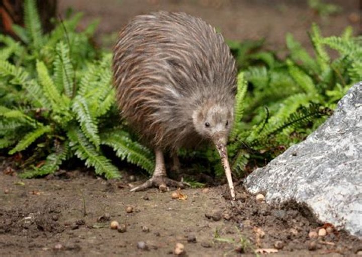 Is New Zealand accent called Kiwi?