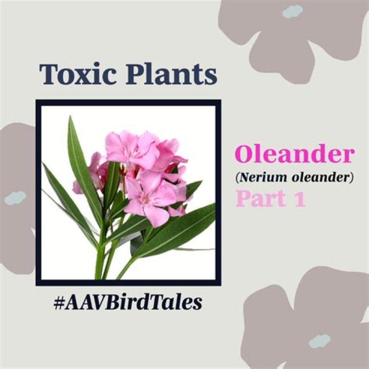 Is oleander toxic to animals?
