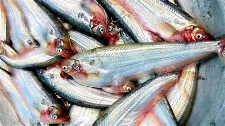 Is Pabda fish healthy?