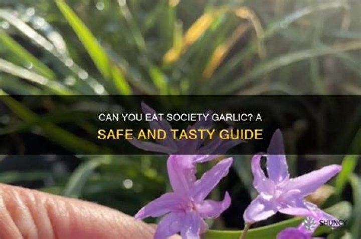 Is society garlic safe to eat?