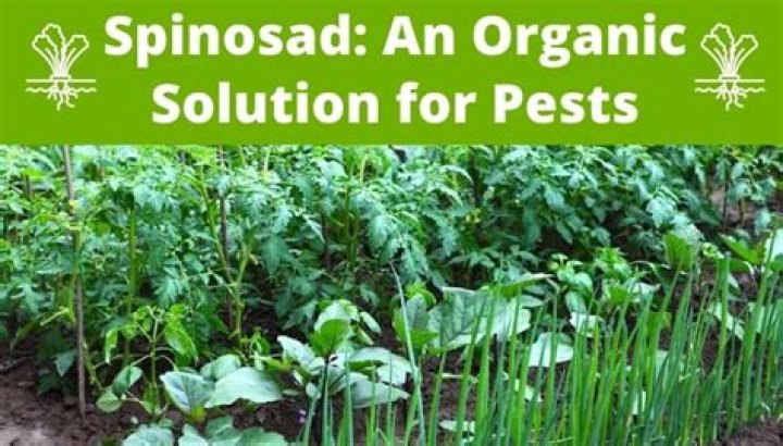 Is spinosad safe for vegetable gardens?