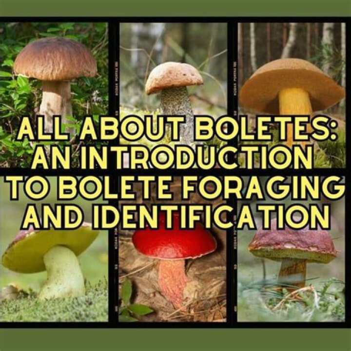 Is the butter foot bolete mushroom edible?