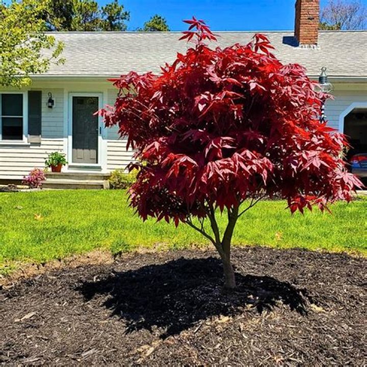 Is there a dwarf maple tree?
