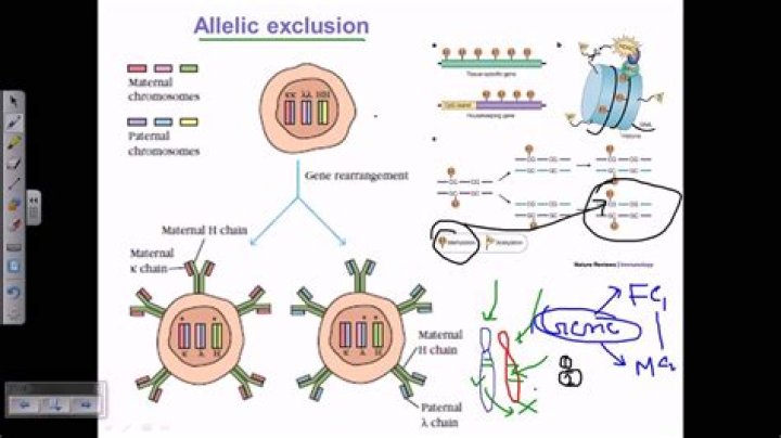 Is there allelic exclusion in T cells?
