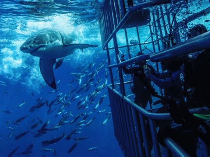 Is there shark cage diving in Maui?