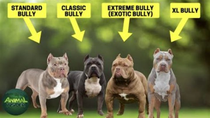 What 2 breeds make a bully?
