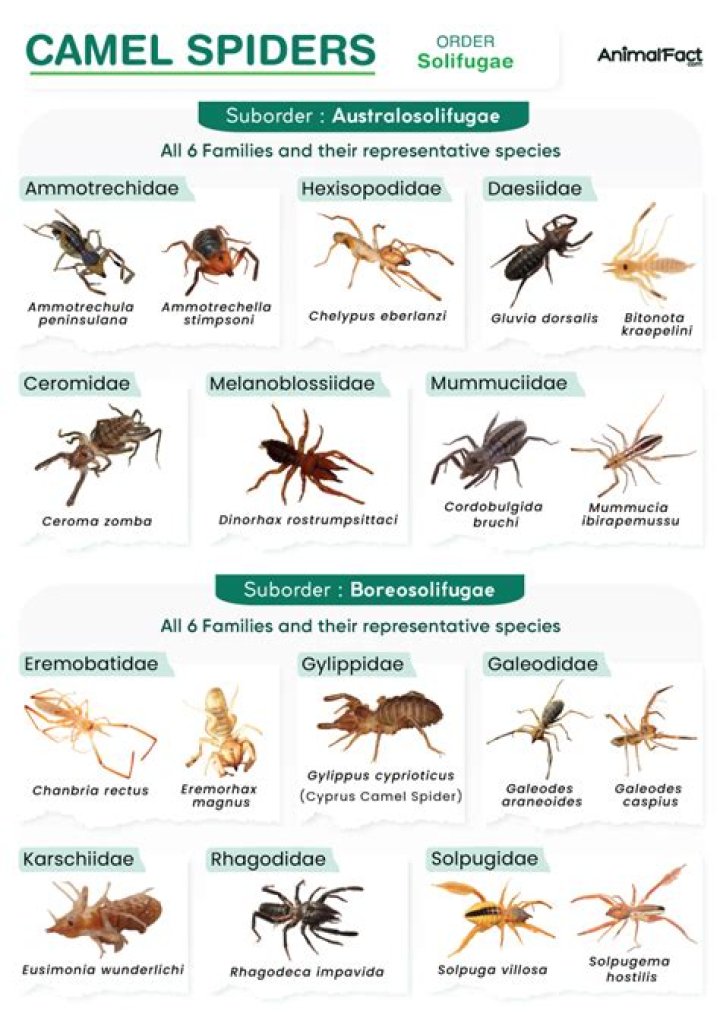 What animals belong to class Maxillopoda?