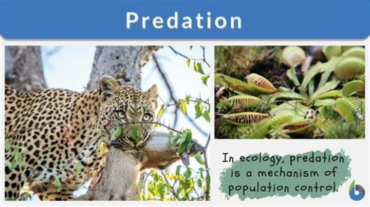 What are 5 examples of predation?