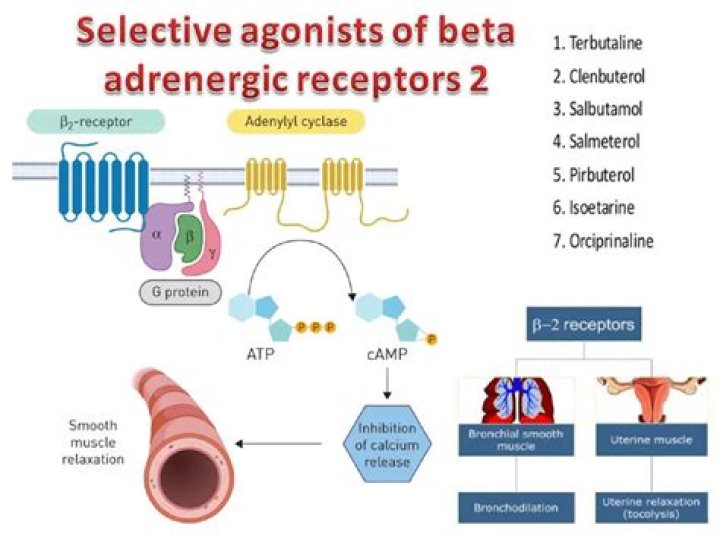 What are beta 2 agonist used for in the treatment of acute bronchitis?