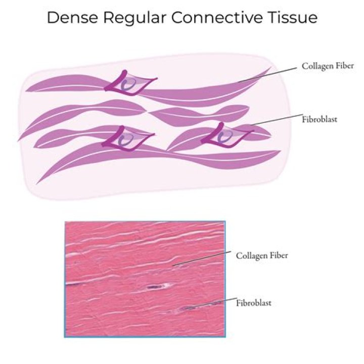 What are dense regular and dense irregular collagenous connective tissues?