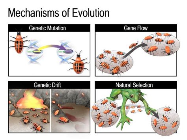 What are evolutionary processes?
