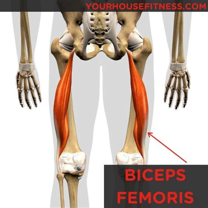 What are exercises for the biceps femoris?