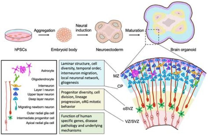 What are human neural progenitor cells?