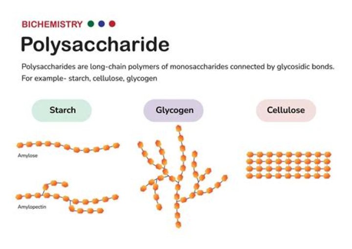 What are lipids polysaccharides?