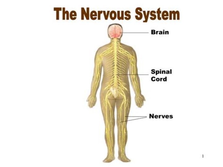 What are the 3 main parts of the nervous system?