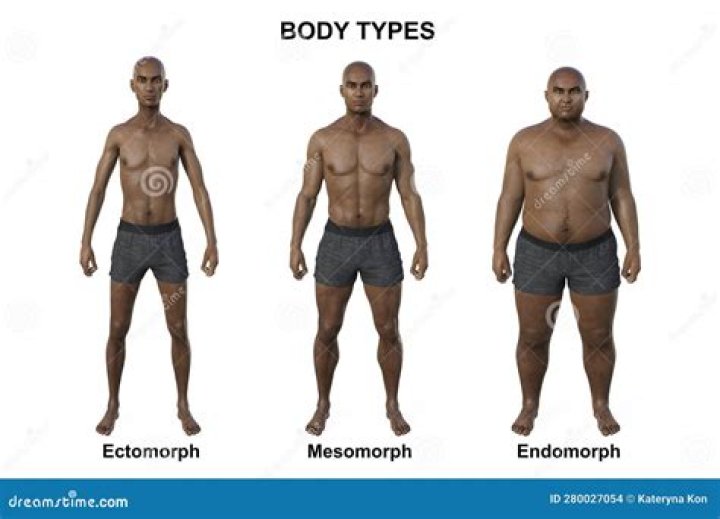 What are the 3 morph body types?