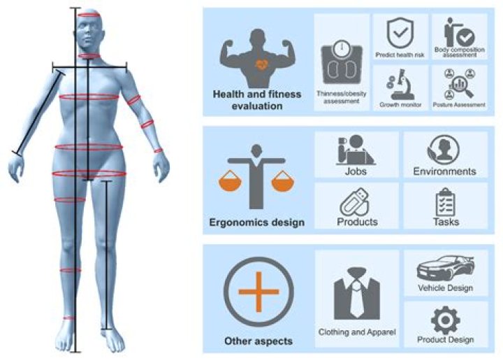 What are the 4 anthropometric measurements?