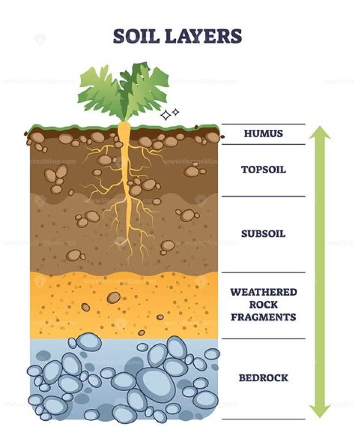 What are the 4 layers of the soil?