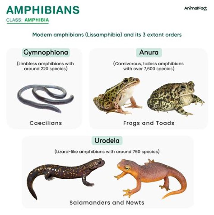 What are the 5 characteristics of an amphibian?