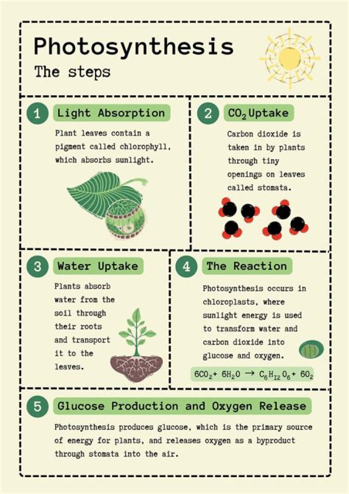 What are the basics of photosynthesis?