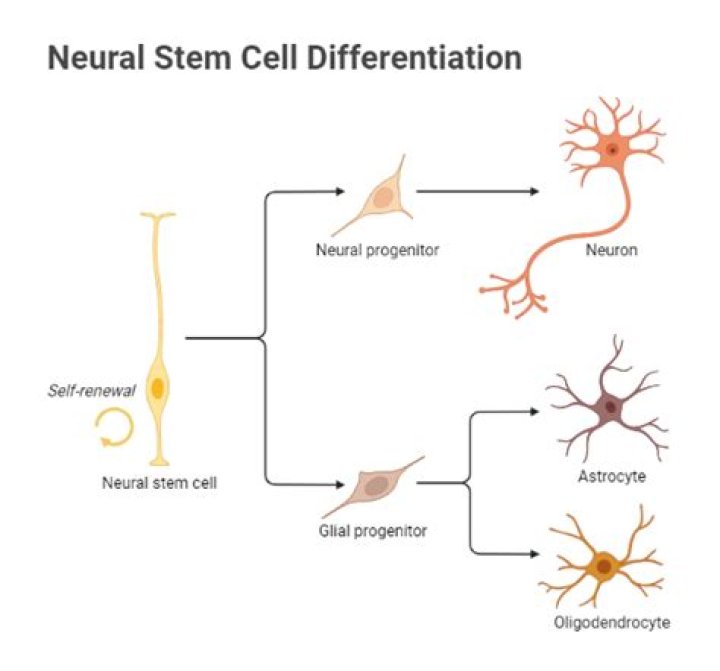 What are the derivatives of neural stem cells?